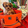 puppy, dog, small_dog, fluffy, brown_fur, pet, portrait, sitting, handbag, orange_bag, fashion, flowers, plants, decorative_vase, indoor, home_decor, colorful, collar, cute, still_life