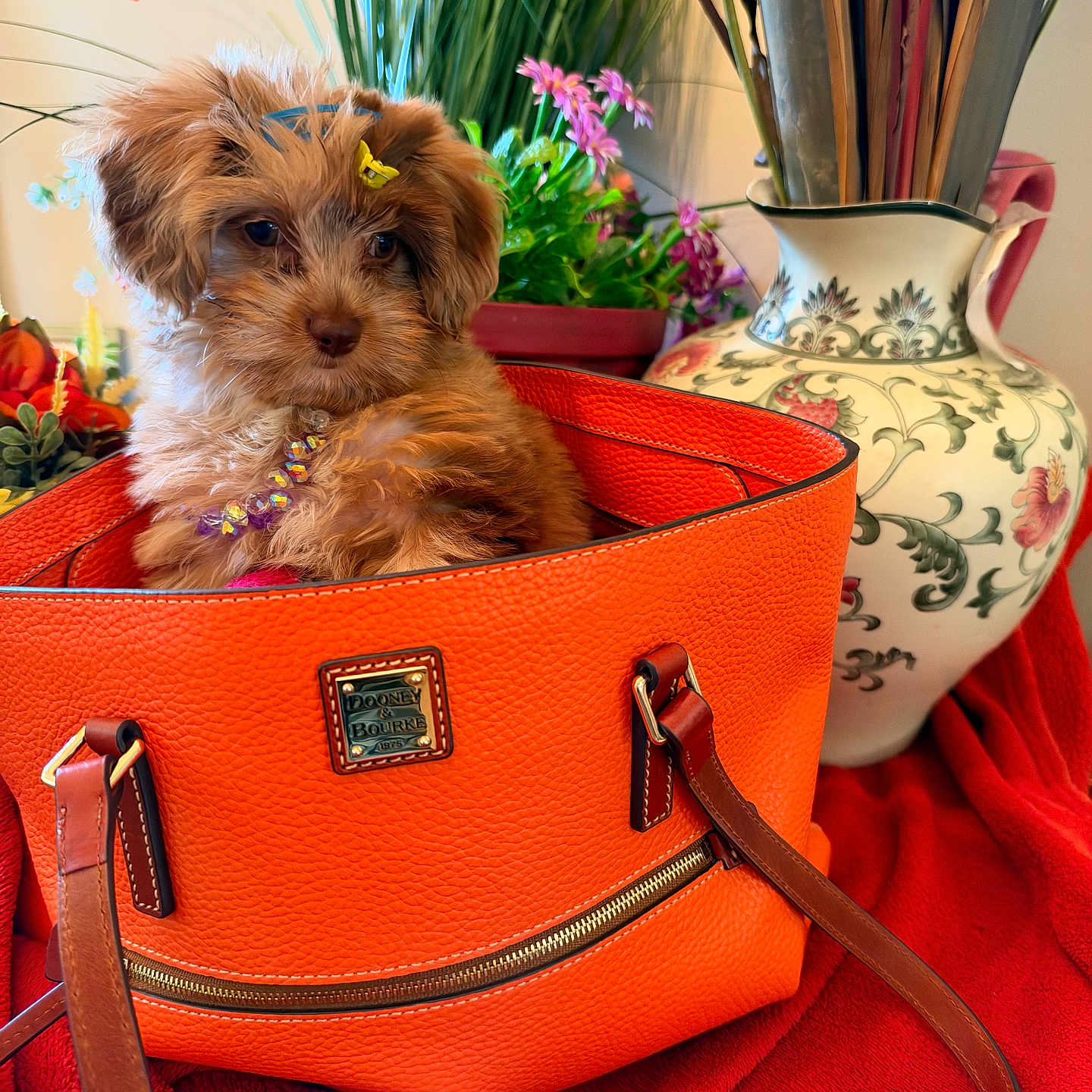 Dori Hardy joined the competition — help win amazing prizes! puppy, dog, small_dog, fluffy, brown_fur, pet, portrait, sitting, handbag, orange_bag, fashion, flowers, plants, decorative_vase, indoor, home_decor, colorful, collar, cute, still_life