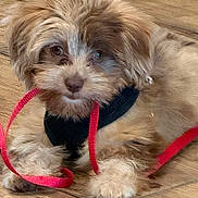 Ellie Mae joined the competition — help win amazing prizes! puppy, dog, small_dog, fluffy, brown_fur, cream_fur, pet, leash, red_leash, wooden_floor, indoors, lying_down, paws, snout, eyes, portrait, cute, adorable, animal, closeup
