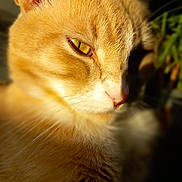 Pacha a rejoint le concours — aidez-le/la à gagner de superbes lots ! abyssinian, animal, cat, kitten, manx, pet, siamese