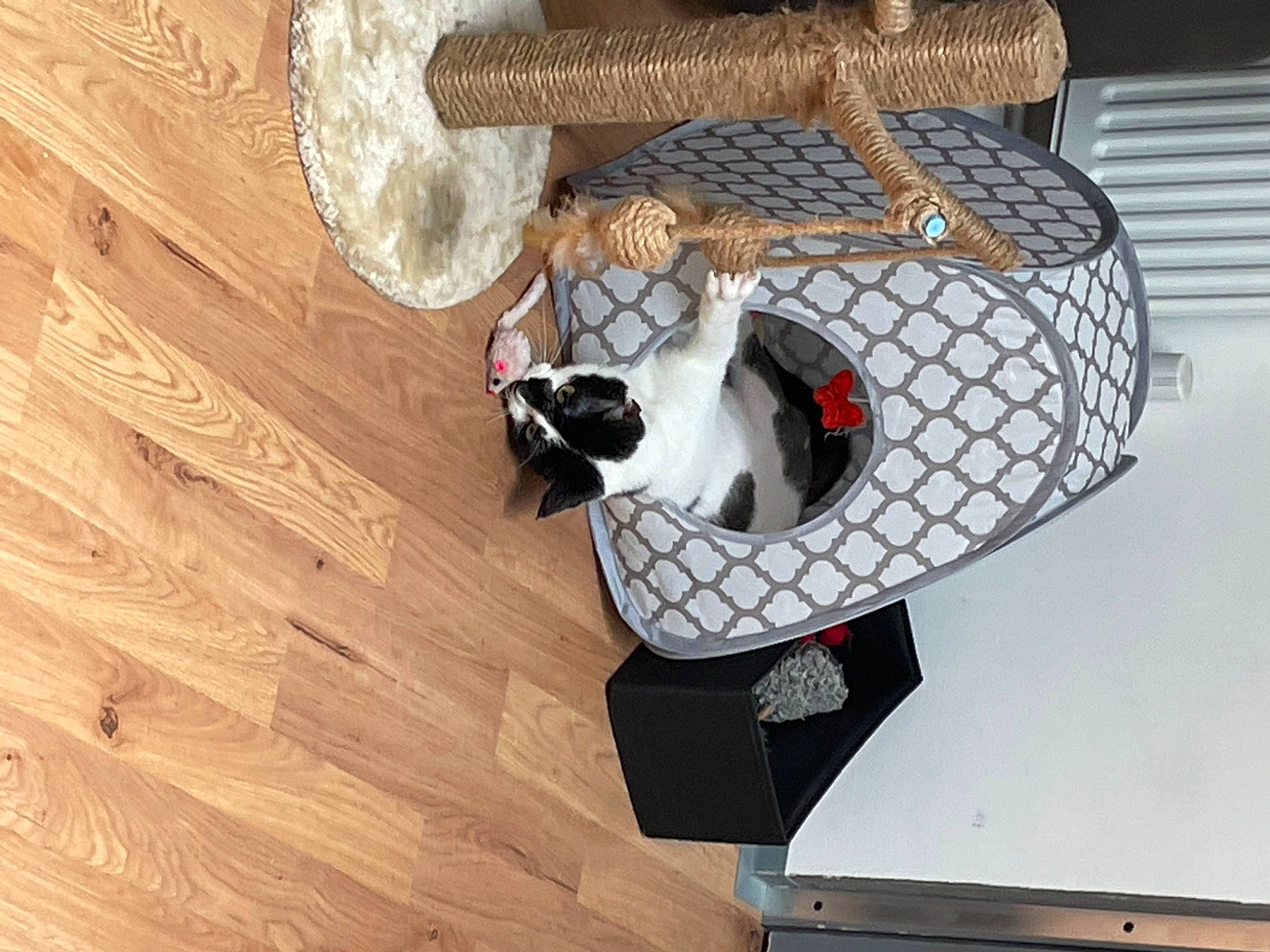 Shelby is registered to the contest to win money with this photo: auto_part, bag, basket, carnivore, fashion_accessory, felidae, flooring, hardwood, metal, natural_material, pattern, pet_supply, plank, plywood, room, varnish, wicker, wood, wood_flooring, wood_stain