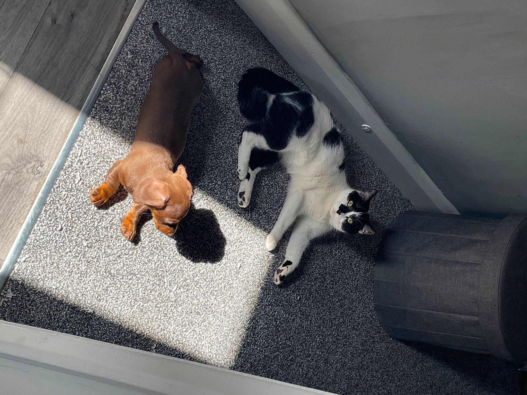 Shelby joined the competition — help win amazing prizes! canidae, carnivore, comfort, companion_dog, dog, dog_breed, fawn, felidae, floor, flooring, fur, paw, pet_supply, small_to_medium_sized_cats, snout, sporting_group, tail, toy_dog, vehicle_door, working_animal