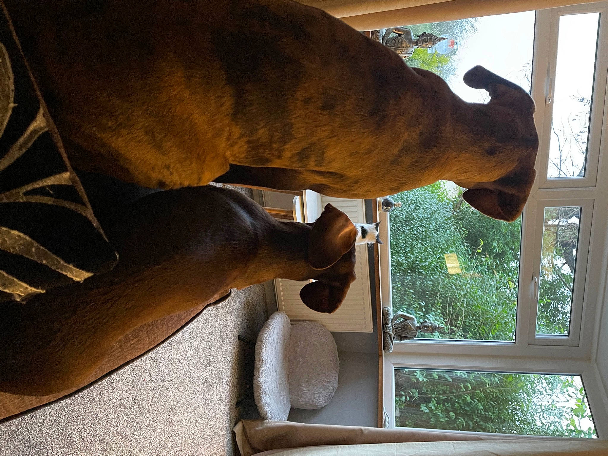 Layla joined the competition — help win amazing prizes! art, door, elbow, fawn, grass, human_leg, liver, metal, plant, sculpture, shade, snout, statue, terrestrial_animal, tints_and_shades, tree, wildlife, window, wood, working_animal