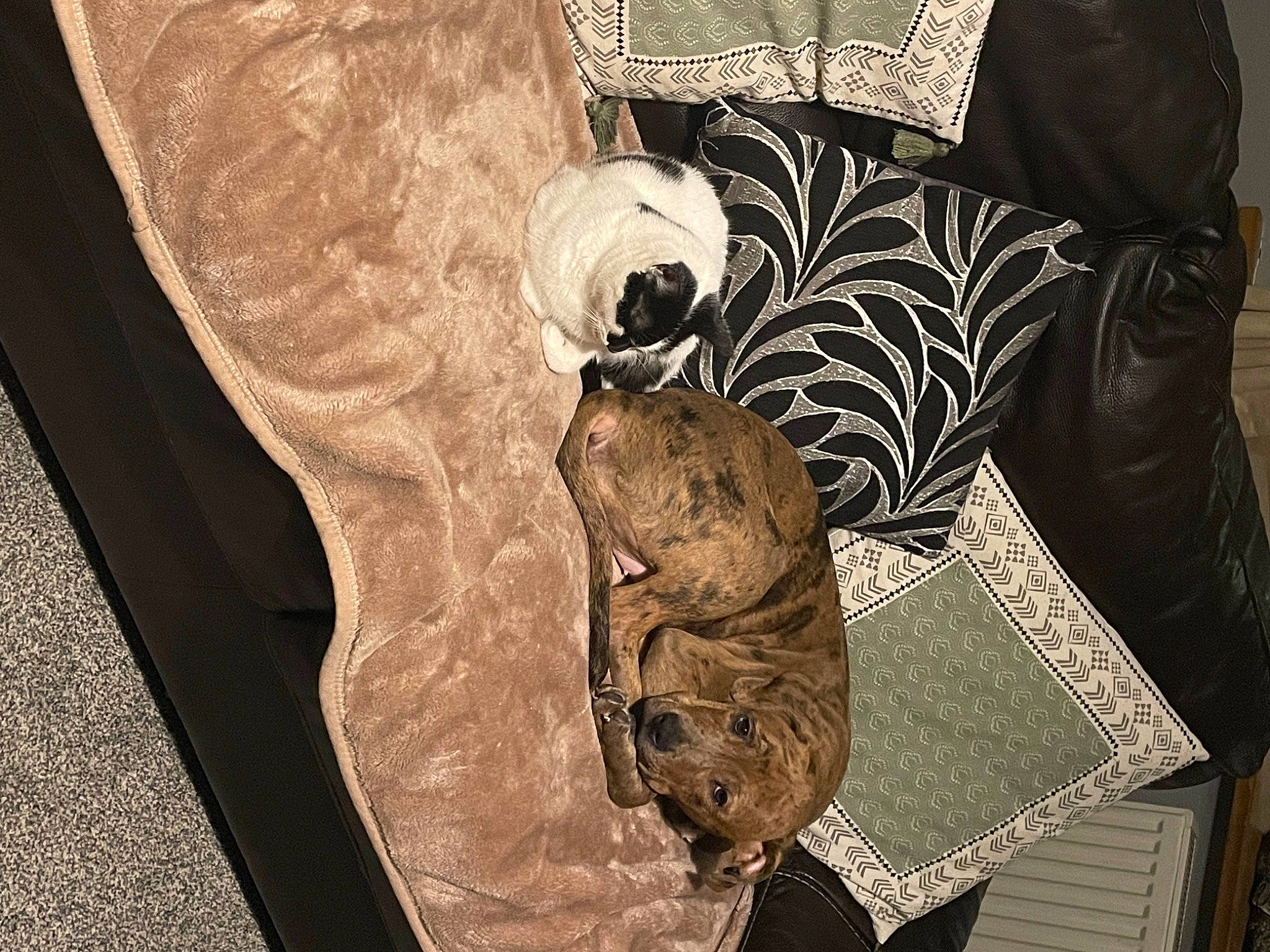 Layla is registered to the contest to win money with this photo: eyewear, fashion_accessory, felidae, flooring, font, fur, illustration, linens, monochrome, monochrome_photography, paper, pattern, room, sleeve, small_to_medium_sized_cats, still_life, still_life_photography, sunglasses, visual_arts, wood