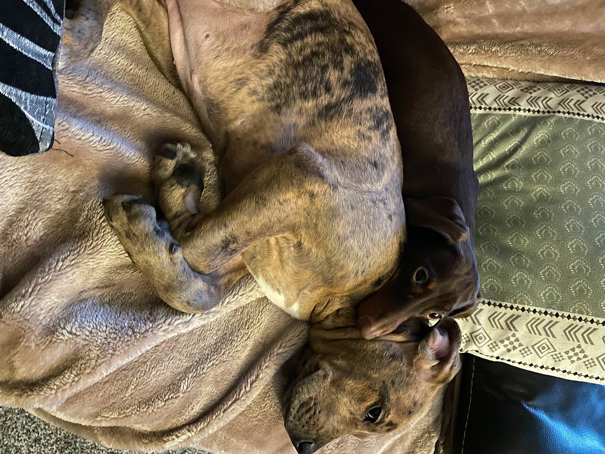 Layla joined the competition — help win amazing prizes! art, canidae, carnivore, comfort, denim, dog, dog_breed, fawn, felidae, fur, metal, small_to_medium_sized_cats, snout, sporting_group, terrestrial_animal, whiskers, wildlife, wood, working_animal, wrinkle