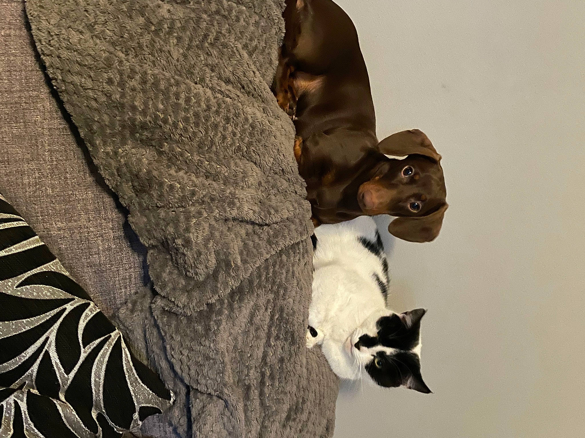 Pippa is registered to the contest to win money with this photo: canidae, dairy_cow, dog_breed, eyewear, fawn, felidae, fur, gesture, grey, human_leg, linens, livestock, monochrome_photography, shadow, snout, sporting_group, tail, tree, wood, working_animal