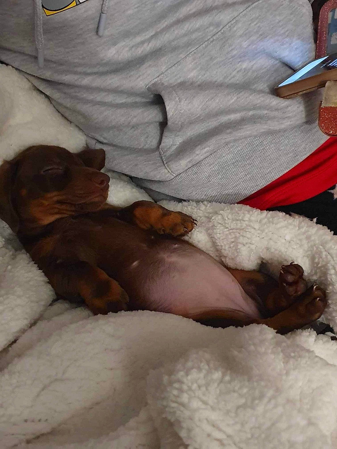 Pippa is registered to the contest to win money with this photo: abdomen, bed, bed_sheet, bedding, carnivore, comfort, companion_dog, dog, dog_breed, duvet, fawn, felidae, fur, human_leg, linens, mammal, nap, paw, small_to_medium_sized_cats, thigh