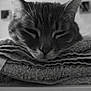 cat, close_up, black_and_white, sleepy, resting, towel, fur, whiskers, ears, nose, indoor, pet, animal, relaxed, texture, soft, portrait, face, cozy, quiet