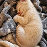 Mary participe au concours pour gagner de l'argent avec cette photo : kitten, cat, sleeping, cute, fluffy, cozy, blanket, soft, fur, pet, animal, resting, sleep, adorable, domestic_animal, warm, comfort, closeup, young, peaceful