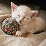 Mary participe au concours pour gagner de l'argent avec cette photo : kitten, cat, sleeping, toy, ball, fluffy, white_cat, pet, cute, cozy, blanket, resting, feline, soft, indoor, animal, young, peaceful, closeup, domestic_animal