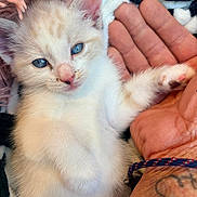 Mary a rejoint le concours — aidez-le/la à gagner de superbes lots ! kitten, cat, blue_eyes, furry, pet, hand, tattoo, bracelet, cozy, blanket, close_up, cute, small_paw, resting, animal, domestic_cat, feline, soft, indoor, pink