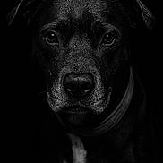 Athena participe au concours pour gagner de l'argent avec cette photo : dog, portrait, black_and_white, close_up, water_droplets, animal, pet, face, canine, intense_gaze, dark_background, moody, wet_fur, collar, expression, studio_lighting, black_dog, detail, emotion, animal_portrait
