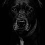 dog, portrait, black_and_white, close_up, water_droplets, animal, pet, face, canine, intense_gaze, dark_background, moody, wet_fur, collar, expression, studio_lighting, black_dog, detail, emotion, animal_portrait