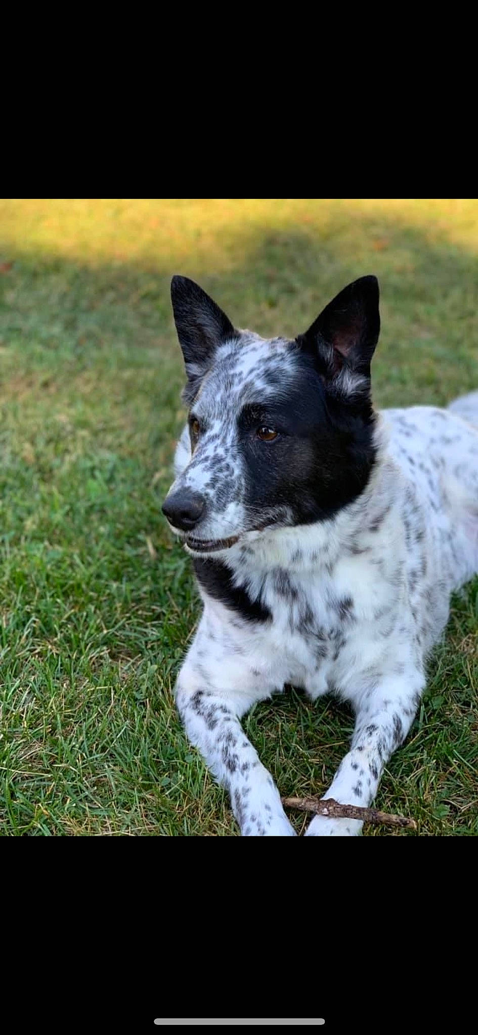 Chloe joined the competition — help win amazing prizes! art, canidae, carnivore, companion_dog, dog, dog_breed, eye, grass, herding_dog, hunting_dog, non_sporting_group, plant, snout, sporting_group, tail, terrestrial_animal, whiskers, working_animal, working_dog