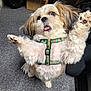 dog, fluffy, harness, indoor, carpet, playful, pet, cute, small_dog, raised_paws, tongue_out, furry, animal, domestic_animal, brown_and_white, background_boxes, background_furniture, close_up, standing, happy