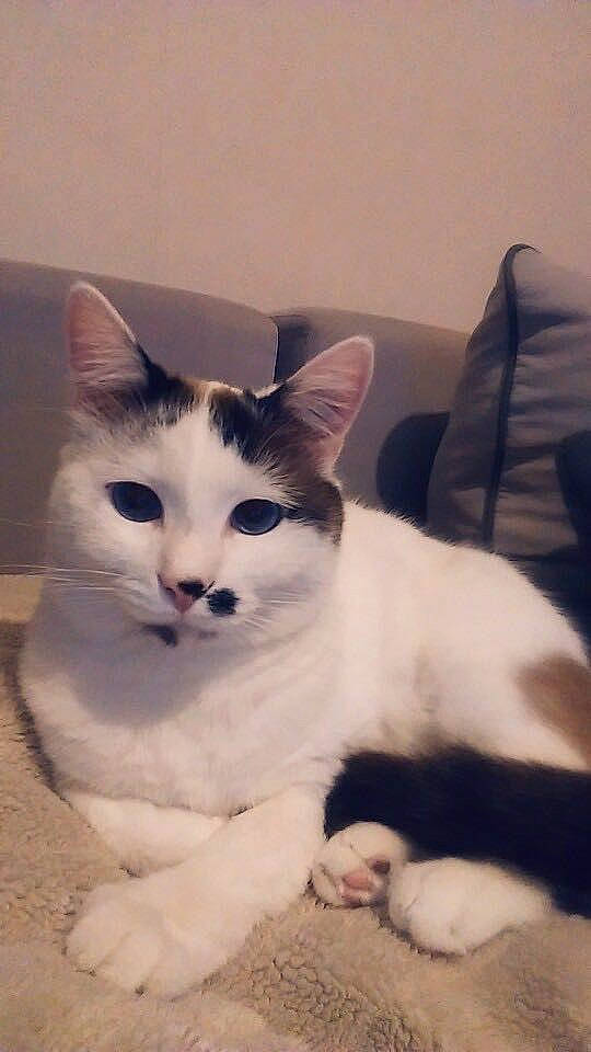 Hercule a rejoint le concours — aidez-le/la à gagner de superbes lots ! aegean_cat, american_wirehair, asian, carnivore, cat, cymric, domestic_short_haired_cat, european_shorthair, felidae, japanese_bobtail, kitten, mammal, person, polydactyl_cat, small_to_medium_sized_cats, tail, turkish_angora, turkish_van, vertebrate, whiskers