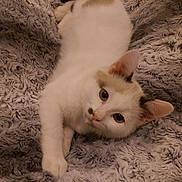 Hercule a rejoint le concours — aidez-le/la à gagner de superbes lots ! aegean_cat, burmilla, carnivore, cat, fawn, felidae, fur, khao_manee, kitten, mammal, ojos_azules, paw, polydactyl_cat, ragdoll, small_to_medium_sized_cats, tail, turkish_angora, turkish_van, whiskers