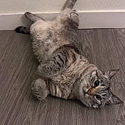 Lola is registered to the contest to win money with this photo: cat, tabby, lying_down, floor, wood_floor, indoor, pet, animal, curious, whiskers, ears, paws, relaxed, feline, fur, playful, cute, domestic, resting, wide_eyes