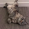 cat, tabby, lying_down, floor, wood_floor, indoor, pet, animal, curious, whiskers, ears, paws, relaxed, feline, fur, playful, cute, domestic, resting, wide_eyes