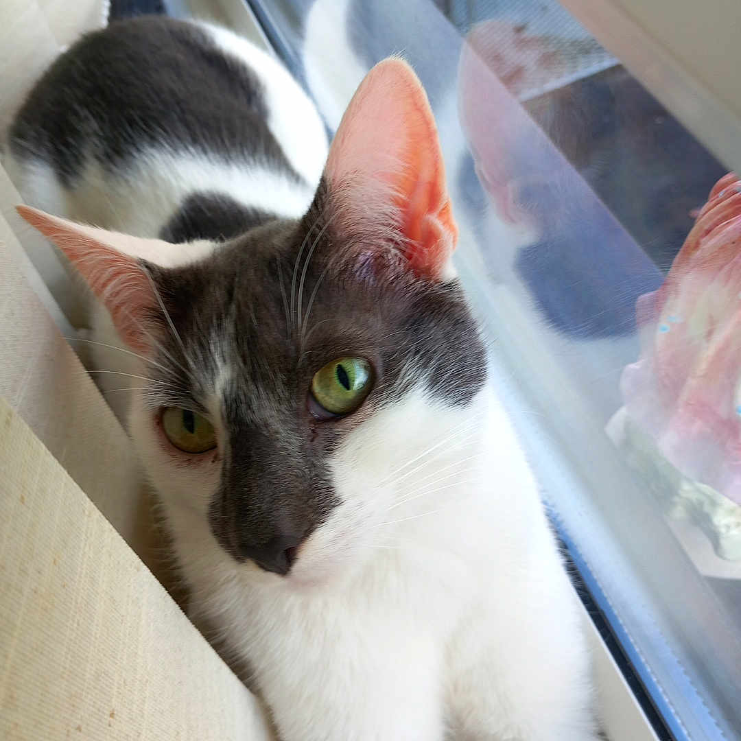 Binx is registered to the contest to win money with this photo: abyssinian, angora, animal, blackcat, cat, kitten, manx, pet, siamese, window