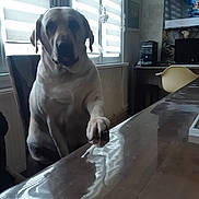 Noisette a rejoint le concours — aidez-le/la à gagner de superbes lots ! dog, indoor, table, paw, window, blinds, chair, computer, monitor, desk, reflection, wallpaper, living_room, pet, furniture, shadow, light, home, animal, sitting