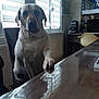 dog, indoor, table, paw, window, blinds, chair, computer, monitor, desk, reflection, wallpaper, living_room, pet, furniture, shadow, light, home, animal, sitting