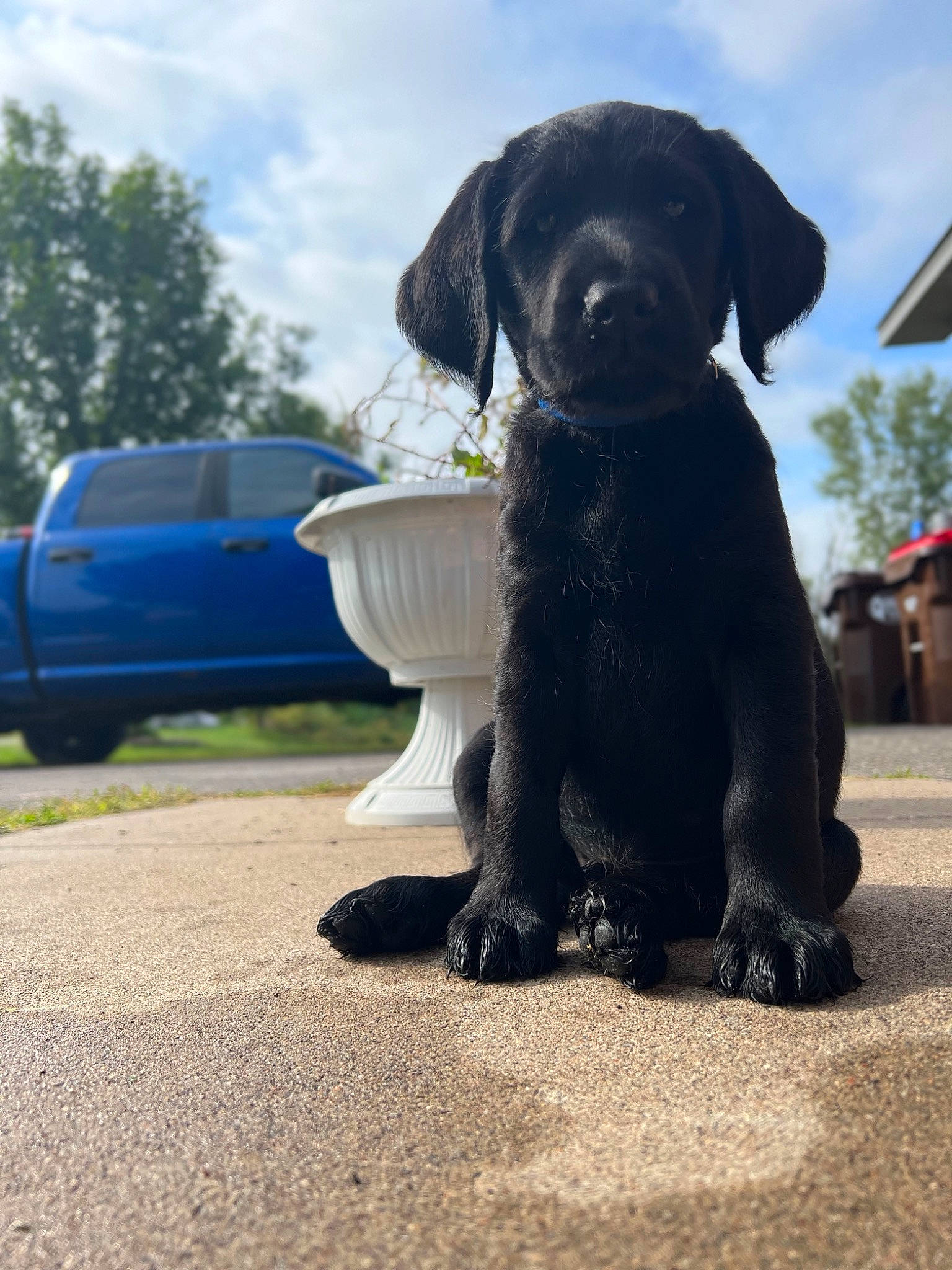 Jax joined the competition — help win amazing prizes! automotive_tire, borador, car, carnivore, cloud, companion_dog, dog, dog_breed, fawn, fender, gun_dog, hood, plant, sky, snout, tire, tree, vehicle, wheel, working_animal