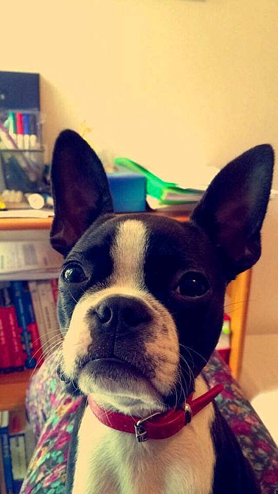 Lou