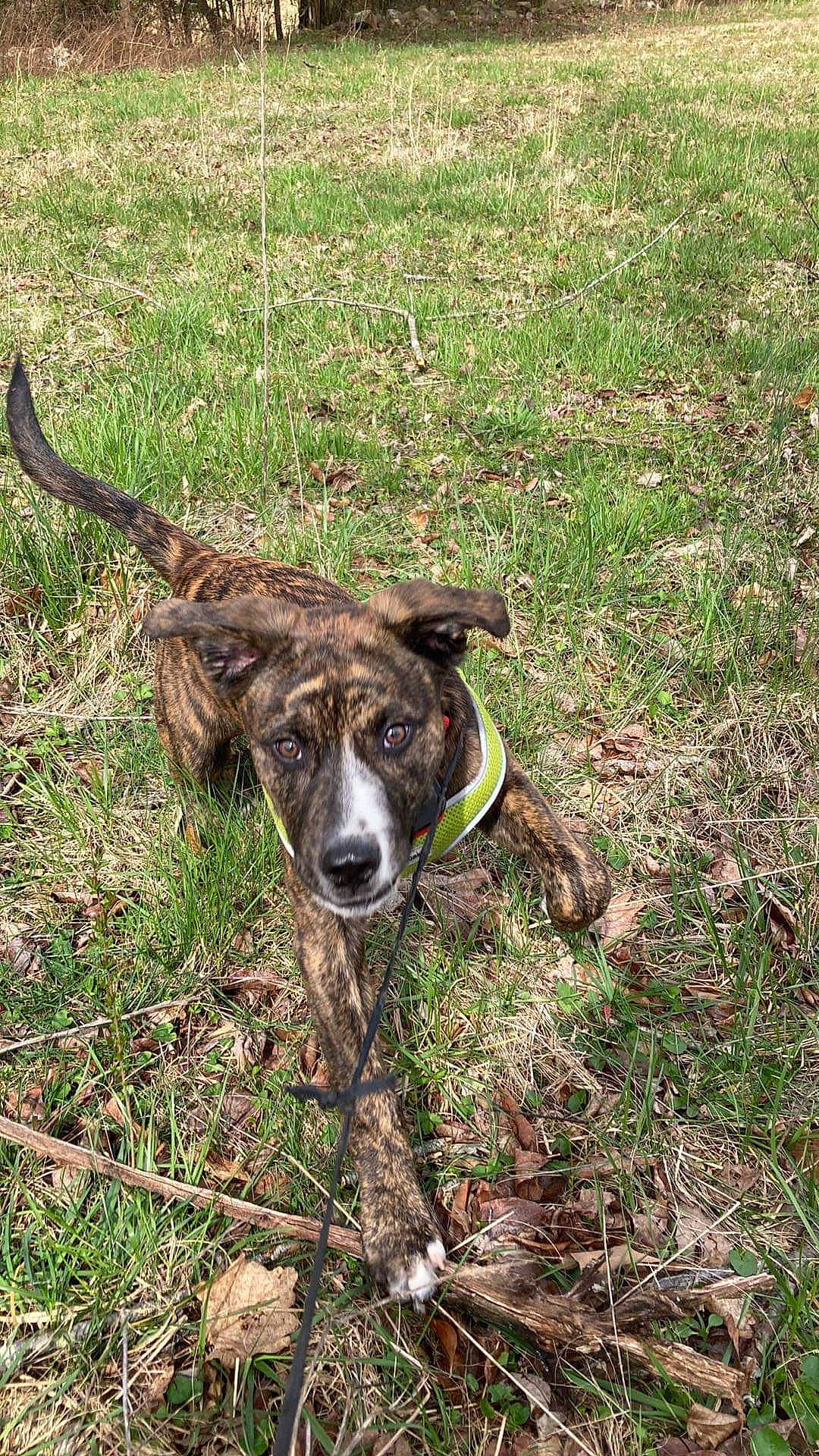 Cheddar joined the competition — help win amazing prizes! canidae, carnivore, collar, companion_dog, dog, dog_breed, dog_collar, grass, groundcover, hunting_dog, leash, plant, soil, sporting_group, tail, terrestrial_animal, treeing_tennessee_brindle, working_animal, working_dog