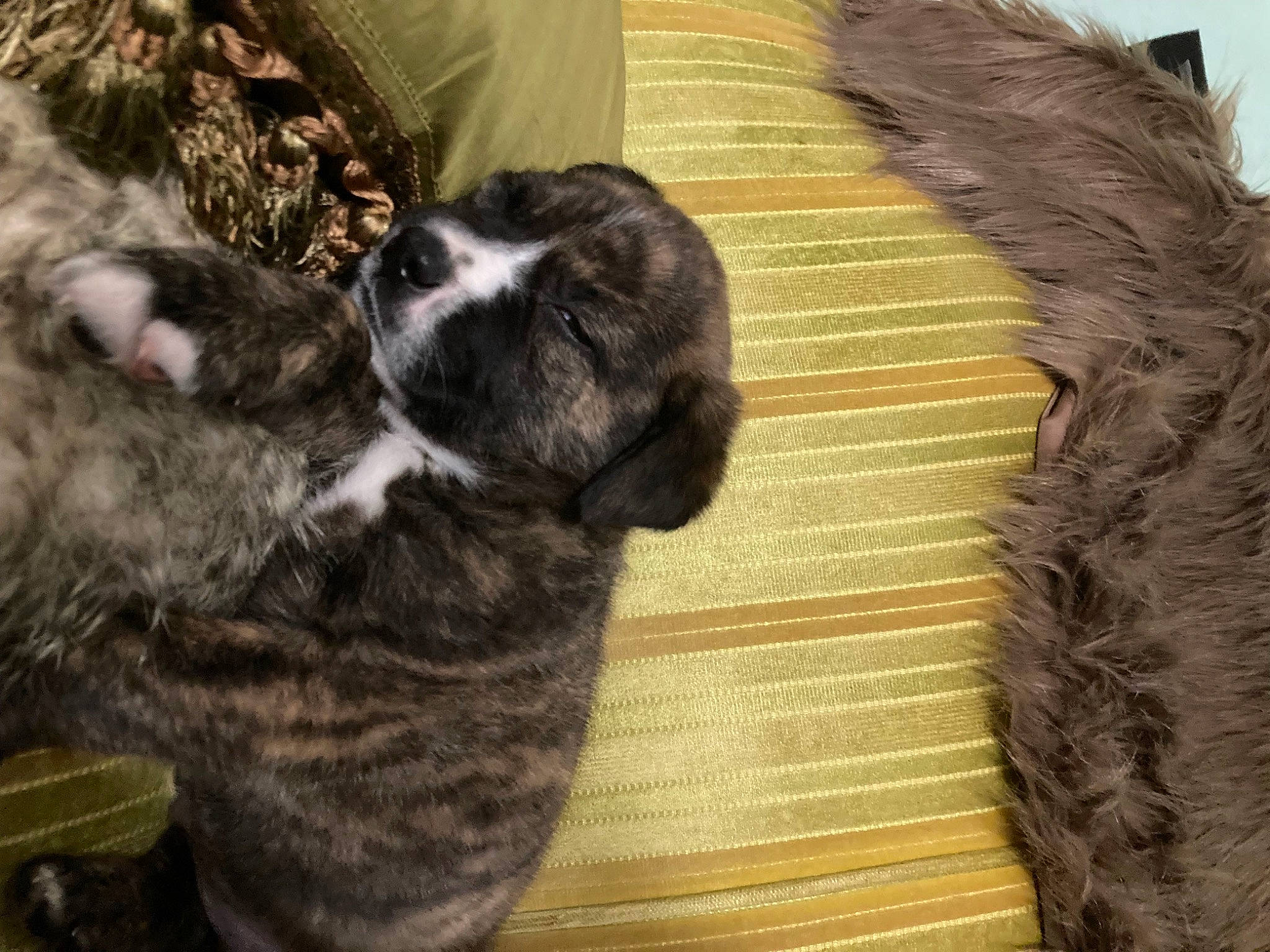 Cheddar joined the competition — help win amazing prizes! canidae, carnivore, claw, companion_dog, dog_breed, domestic_short_haired_cat, felidae, fur, grass, liver, paw, small_to_medium_sized_cats, sporting_group, tail, terrestrial_animal, whiskers, wood, wool, woolen, working_animal