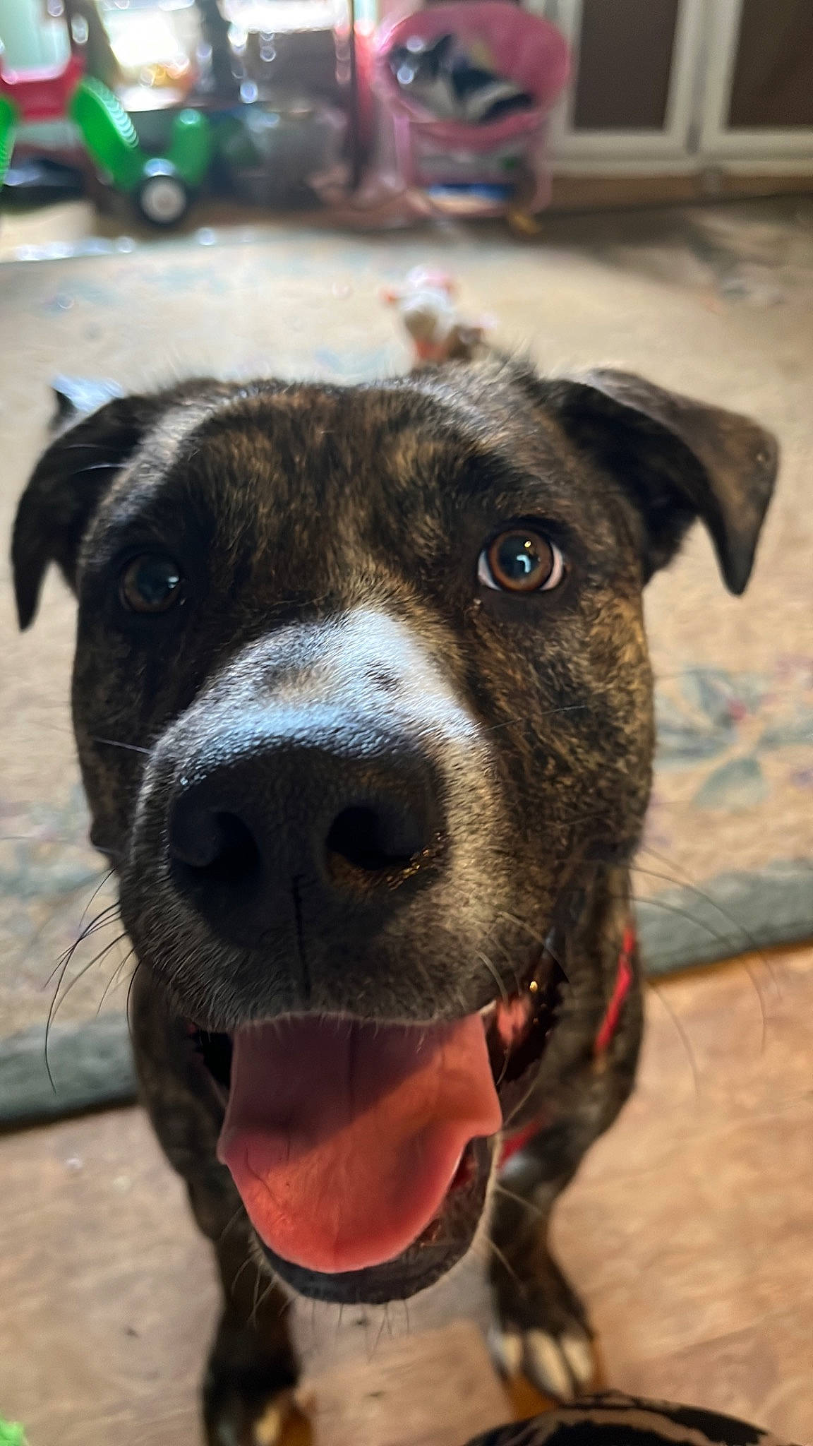 Cheddar joined the competition — help win amazing prizes! canidae, carnivore, collar, companion_dog, dog, dog_breed, dog_collar, fawn, fur, guard_dog, leash, non_sporting_group, snout, sporting_group, whiskers, working_animal, working_dog