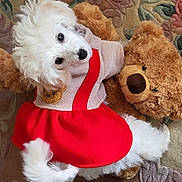 Tahnee participe au concours pour gagner de l'argent avec cette photo : animal, carpet, cozy, cute, decorative, dog, floor, fluffy, indoor, looking_up, pet, pet_clothing, playful, plush_toy, portrait, puppy, red_dress, soft_toy, teddy_bear, white_dog