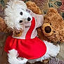 animal, carpet, cozy, cute, decorative, dog, floor, fluffy, indoor, looking_up, pet, pet_clothing, playful, plush_toy, portrait, puppy, red_dress, soft_toy, teddy_bear, white_dog