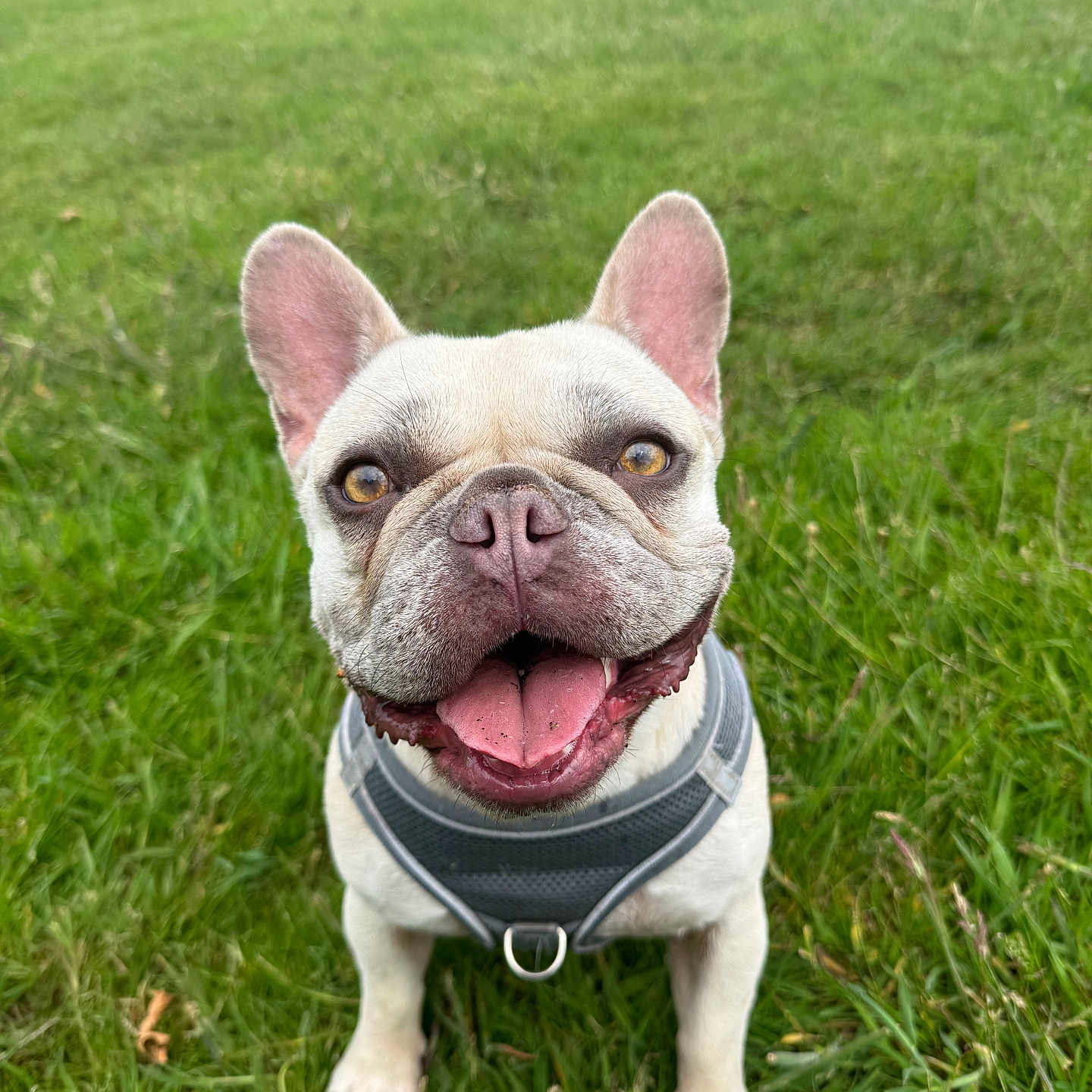 Gigi is registered to the contest to win money with this photo: animal, canine, cute, dog, ears, face, four_legs, french_bulldog, grass, greenery, happy, harness, muzzle, nature, outdoor, pet, playful, smiling, summer, tongue_out