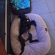 Aika participe au concours pour gagner de l'argent avec cette photo : dog, pet_bed, blanket, cat, tile_floor, indoor, relaxed, black_dog, small_pet_bed, blue_blanket, resting, animal, cute, cozy, fur, paw, tail, sleeping, home, quiet