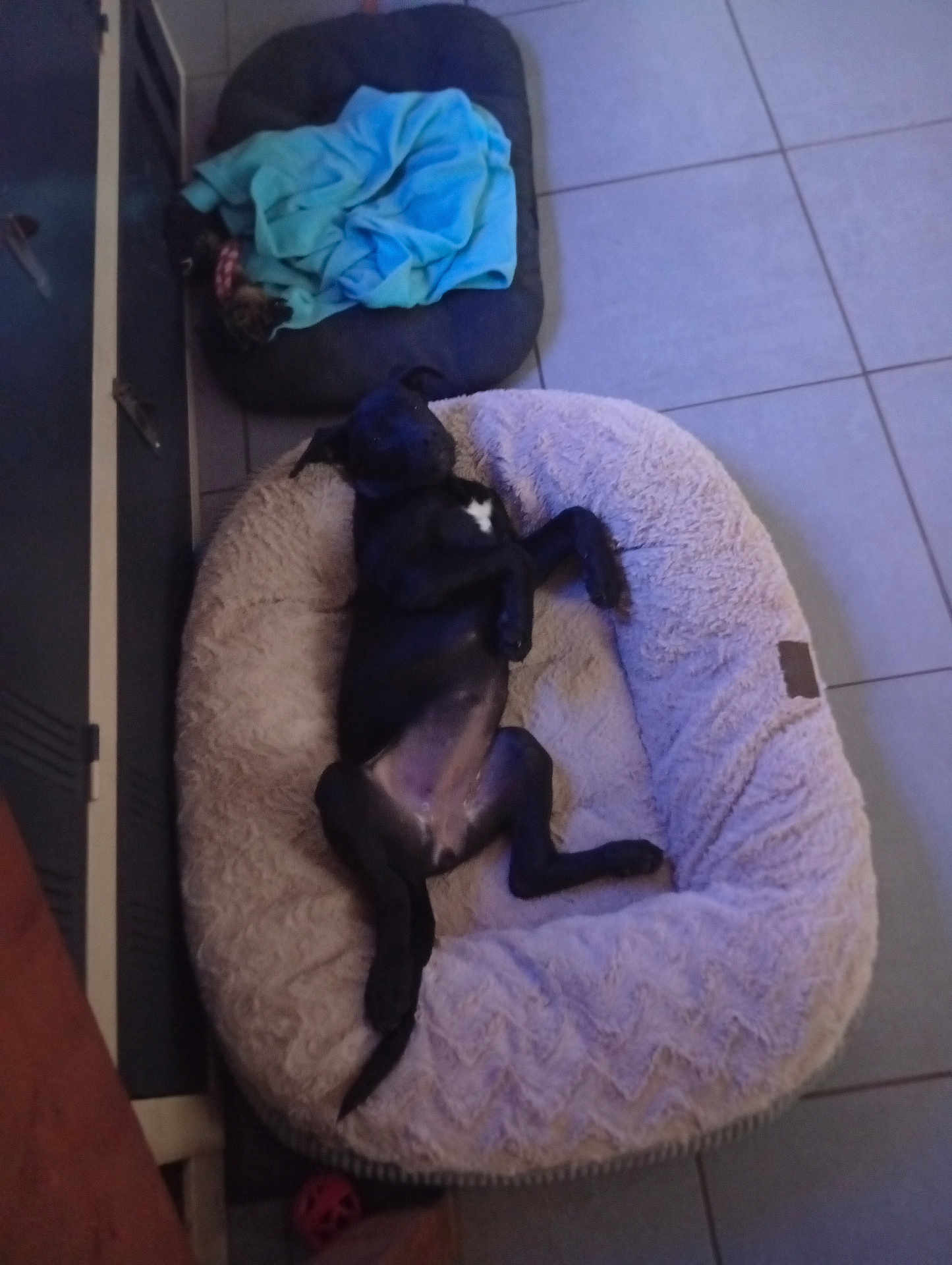 Aika participe au concours pour gagner de l'argent avec cette photo : dog, pet_bed, blanket, cat, tile_floor, indoor, relaxed, black_dog, small_pet_bed, blue_blanket, resting, animal, cute, cozy, fur, paw, tail, sleeping, home, quiet