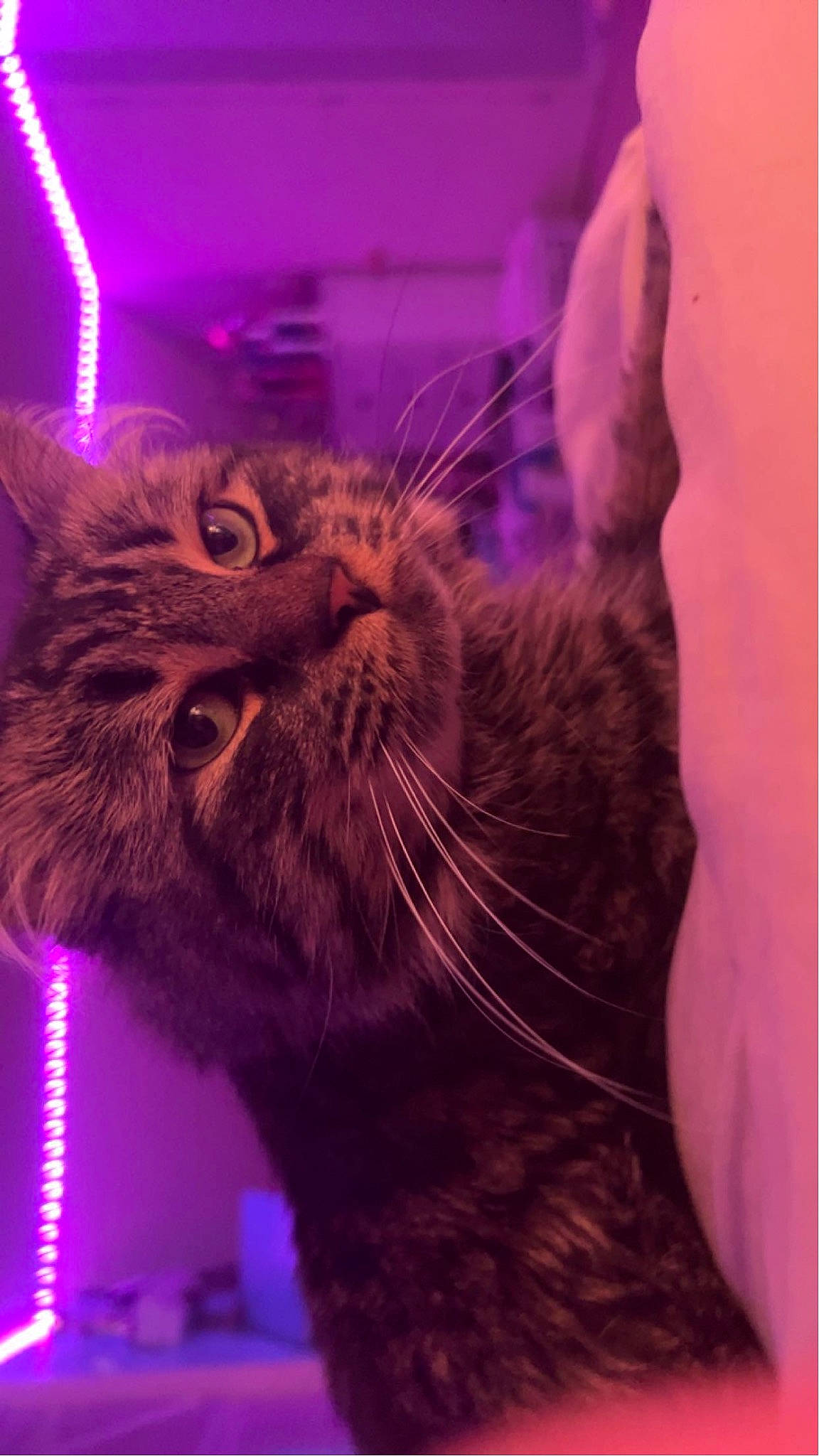 Rubeus is registered to the contest to win money with this photo: carnivore, cat, claw, comfort, domestic_short_haired_cat, ear, event, felidae, fur, lap, magenta, organism, paw, purple, sitting, small_to_medium_sized_cats, snout, tail, whiskers, window