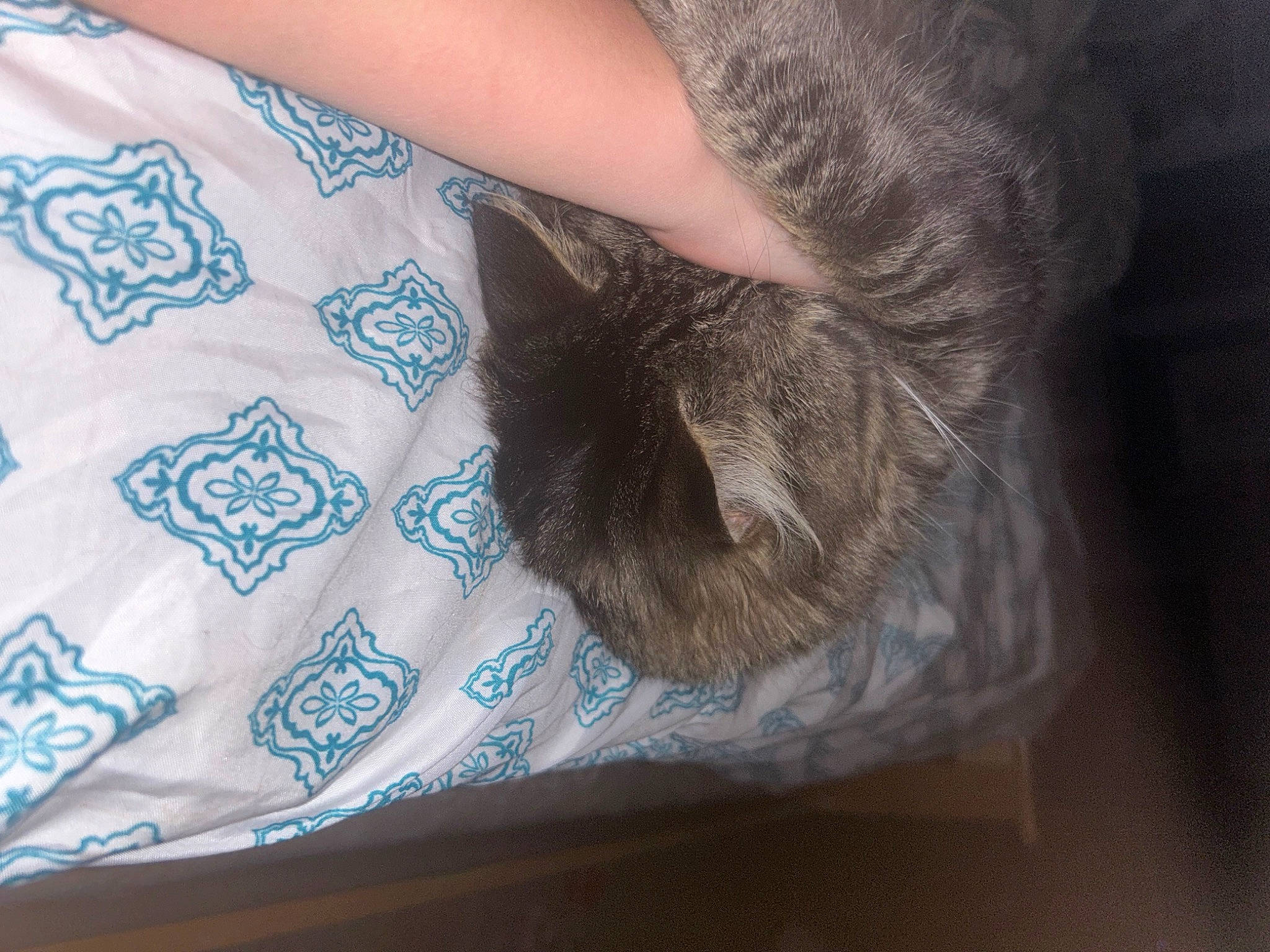 Rubeus joined the competition — help win amazing prizes! carnivore, cat, claw, comfort, domestic_short_haired_cat, electric_blue, fawn, felidae, fur, grey, human_leg, linens, nail, nap, pattern, small_to_medium_sized_cats, snout, tail, whiskers, wool