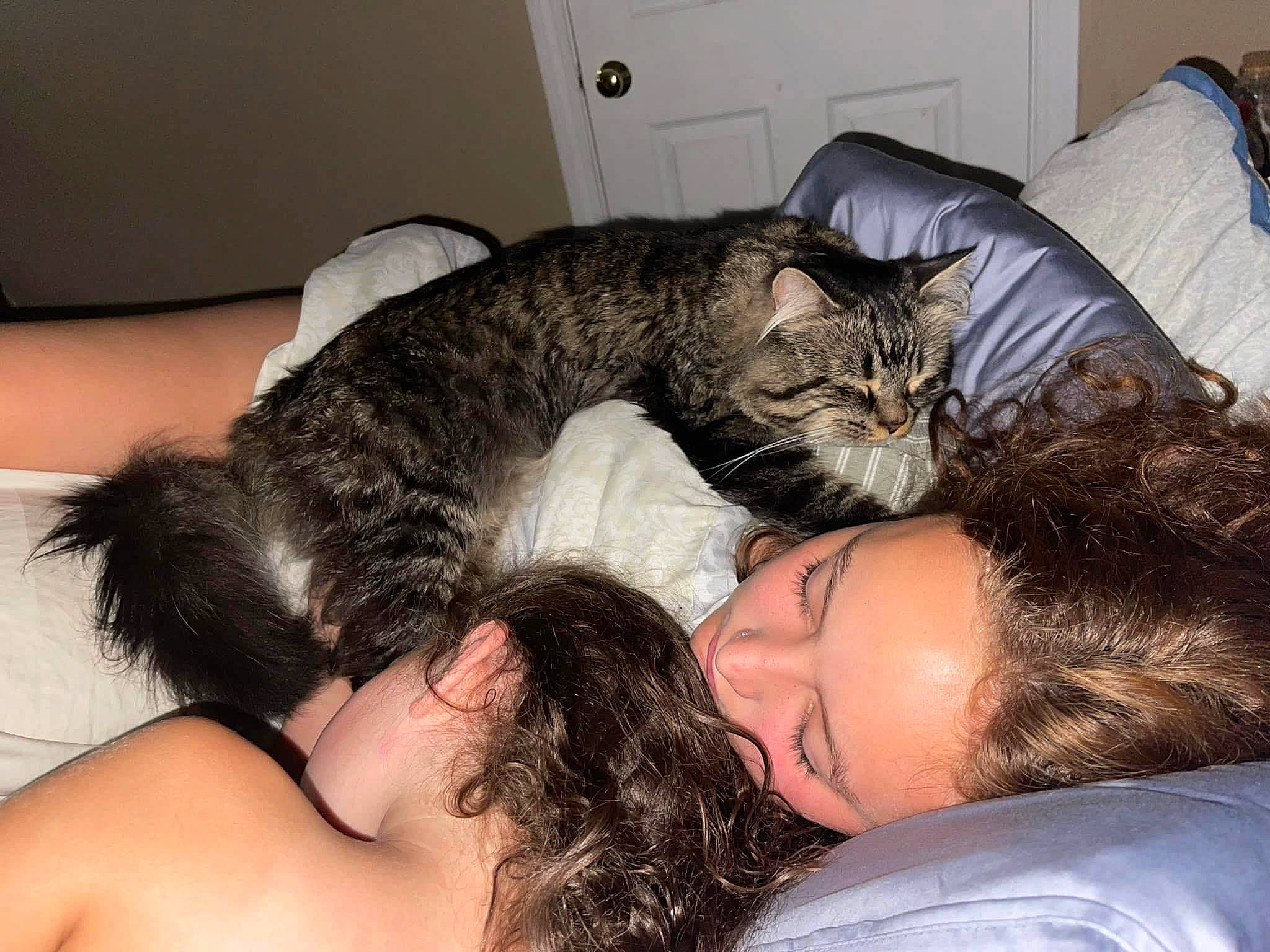 Rubeus is registered to the contest to win money with this photo: beard, bed, carnivore, cat, comfort, domestic_short_haired_cat, ear, eyelash, eyewear, facial_hair, felidae, fur, gesture, hug, lap, nap, paw, sleep, small_to_medium_sized_cats, whiskers