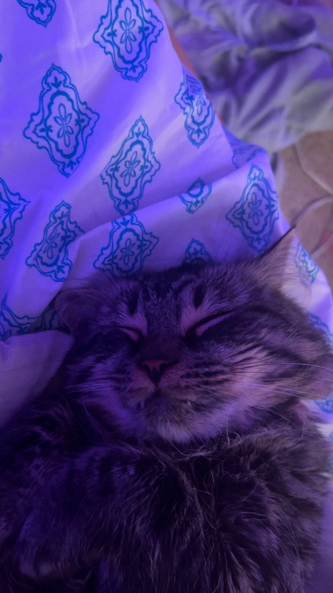 Rubeus joined the competition — help win amazing prizes! carnivore, cat, darkness, electric_blue, event, felidae, fur, linens, magenta, night, pattern, petal, plant, purple, small_to_medium_sized_cats, tail, violet, whiskers