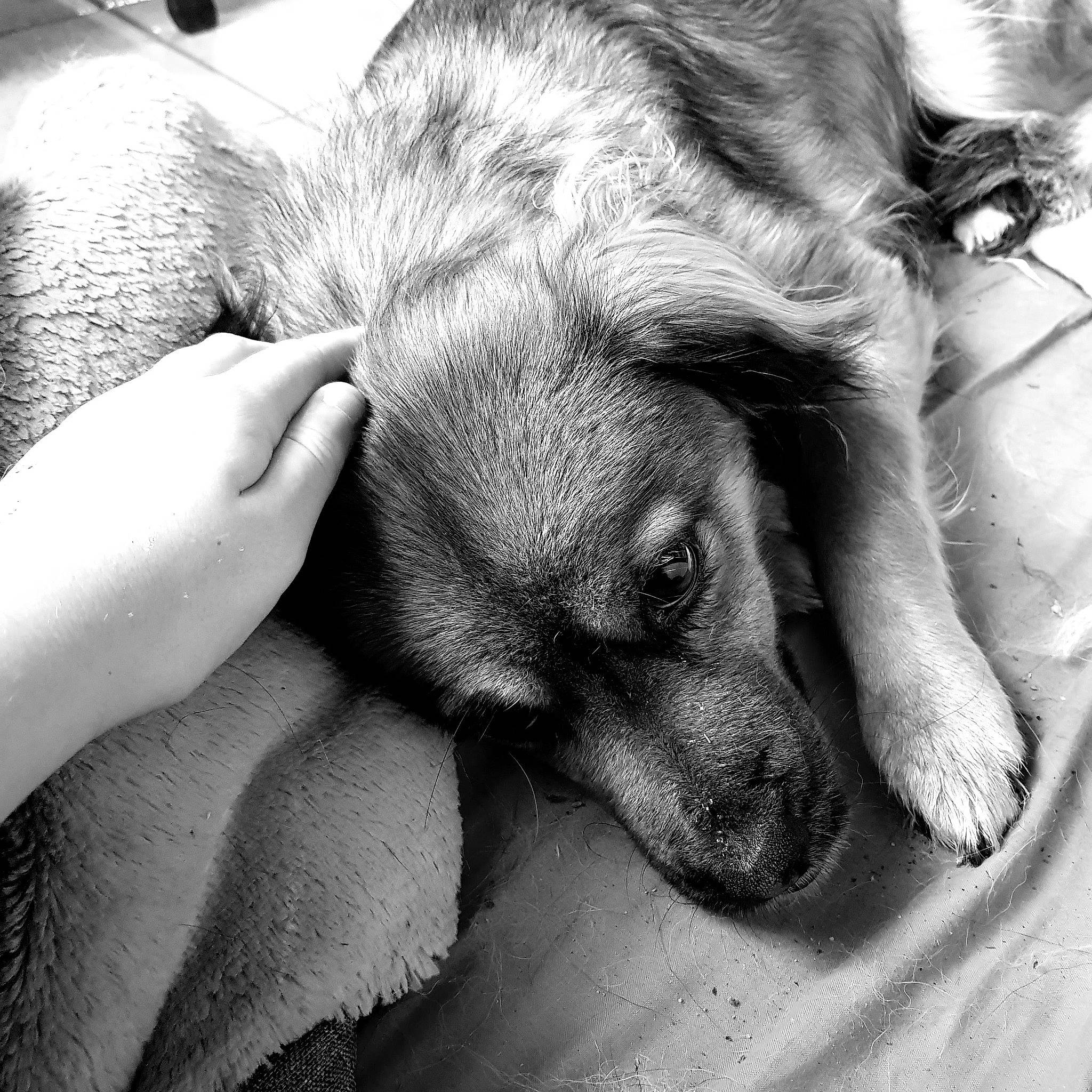 Oska a rejoint le concours — aidez-le/la à gagner de superbes lots ! black_and_white, bored, carnivore, comfort, companion_dog, dog, dog_breed, ear, fawn, fur, gesture, jaw, monochrome, monochrome_photography, paw, snout, style, whiskers, working_animal, wrinkle