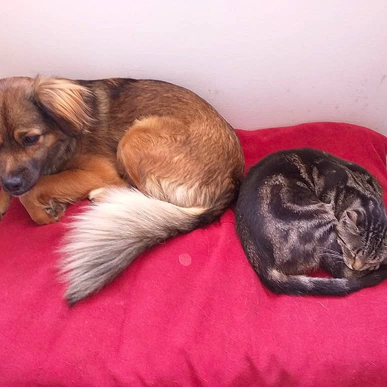 Oska participe au concours pour gagner de l'argent avec cette photo : black_cat, canidae, carnivore, cat, comfort, companion_dog, dog, dog_breed, domestic_short_haired_cat, fawn, felidae, fur, liver, nap, paw, small_to_medium_sized_cats, snout, sporting_group, tail, whiskers