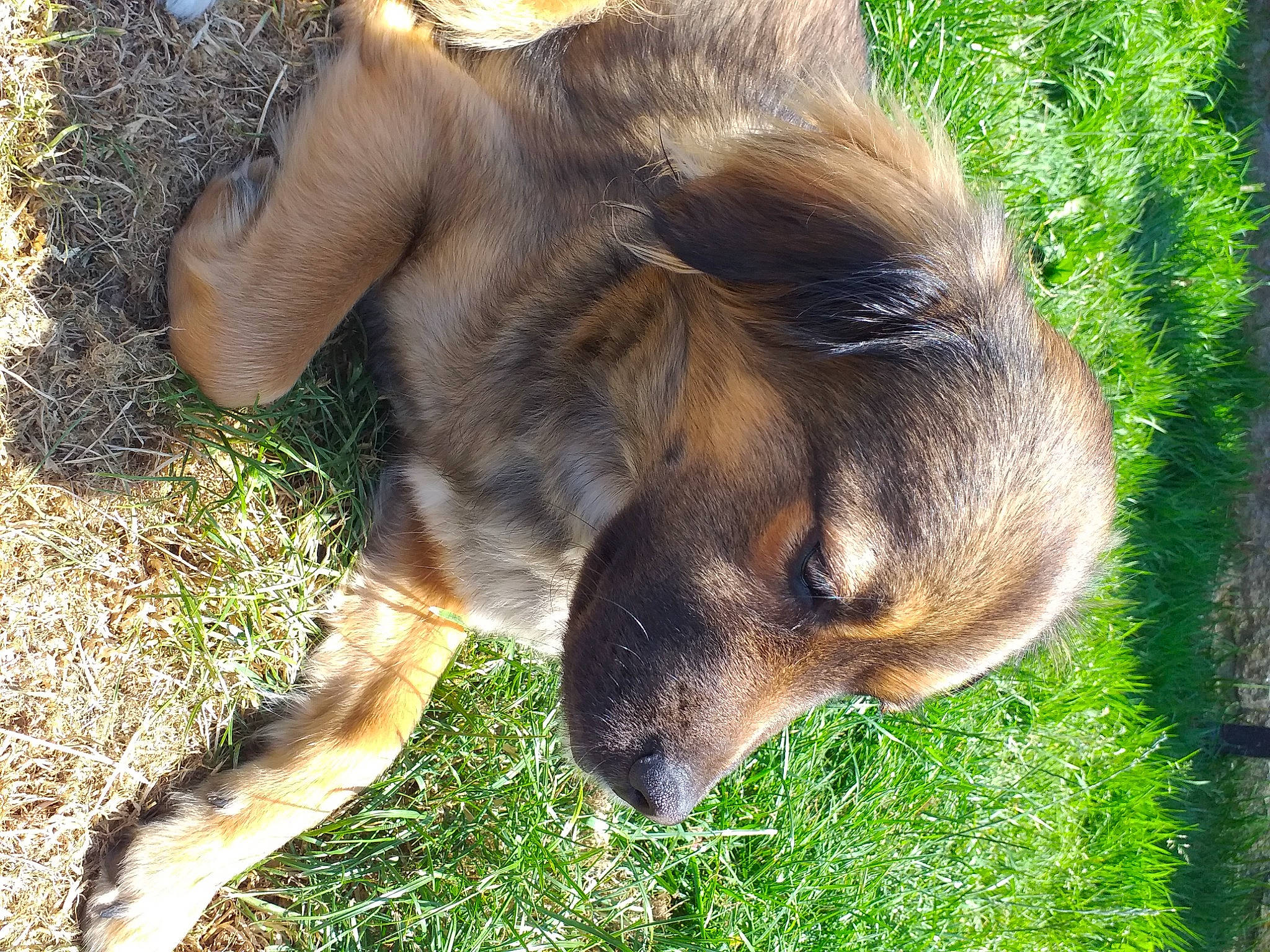 Oska participe au concours pour gagner de l'argent avec cette photo : canidae, carnivore, dog, dog_breed, eye, fawn, fur, grass, plant, sporting_group, tail, terrestrial_animal, whiskers, wildlife, working_animal