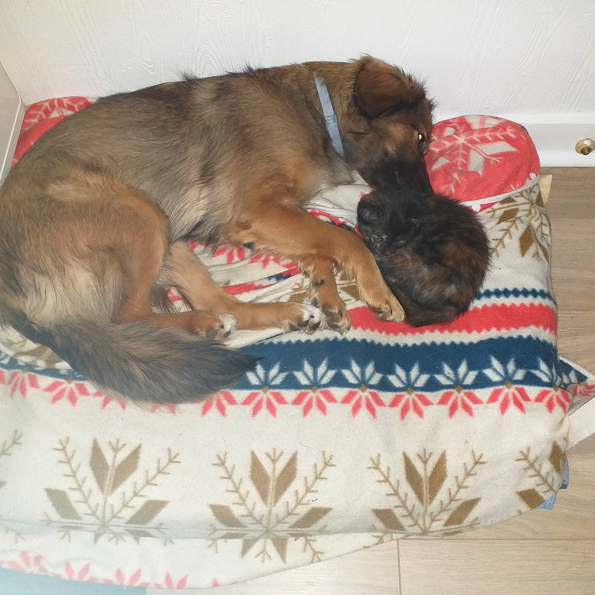 Oska a rejoint le concours — aidez-le/la à gagner de superbes lots ! art, canidae, carnivore, comfort, companion_dog, couch, dog, dog_bed, dog_breed, dog_supply, fawn, fur, linens, liver, nap, paw, pet_supply, sporting_group, tail, working_animal