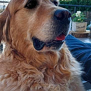 Melba participe au concours pour gagner de l'argent avec cette photo : animal, canine, close_up, companion, daylight, dog, ears, fluffy, friendly, fur, golden_retriever, muzzle, nature, nose, outdoor, pet, portrait, sky, tongue, tree