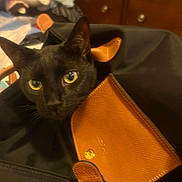 Nova is registered to the contest to win money with this photo: black_cat, cat, pet, animal, bag, leather, curious, indoor, furniture, drawer, eyes, closeup, face, domestic_cat, household, soft_light, texture, background, yellow_eyes, stitching