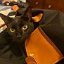 black_cat, cat, pet, animal, bag, leather, curious, indoor, furniture, drawer, eyes, closeup, face, domestic_cat, household, soft_light, texture, background, yellow_eyes, stitching