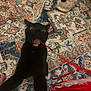 Nova joined the competition — help win amazing prizes! cat, black_cat, playful, indoor, rug, patterned_rug, slippers, feet, red_string, motion_blur, pet, animal, feline, toy, close_up, home, carpet, claws, mouth_open, blur