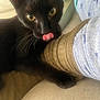 Nova joined the competition — help win amazing prizes! black_cat, cat, pet, animal, yellow_eyes, licking, paw, sock, foot, indoor, cozy, fabric, close_up, curious, whiskers, cute, playful, feline, resting, soft_lighting