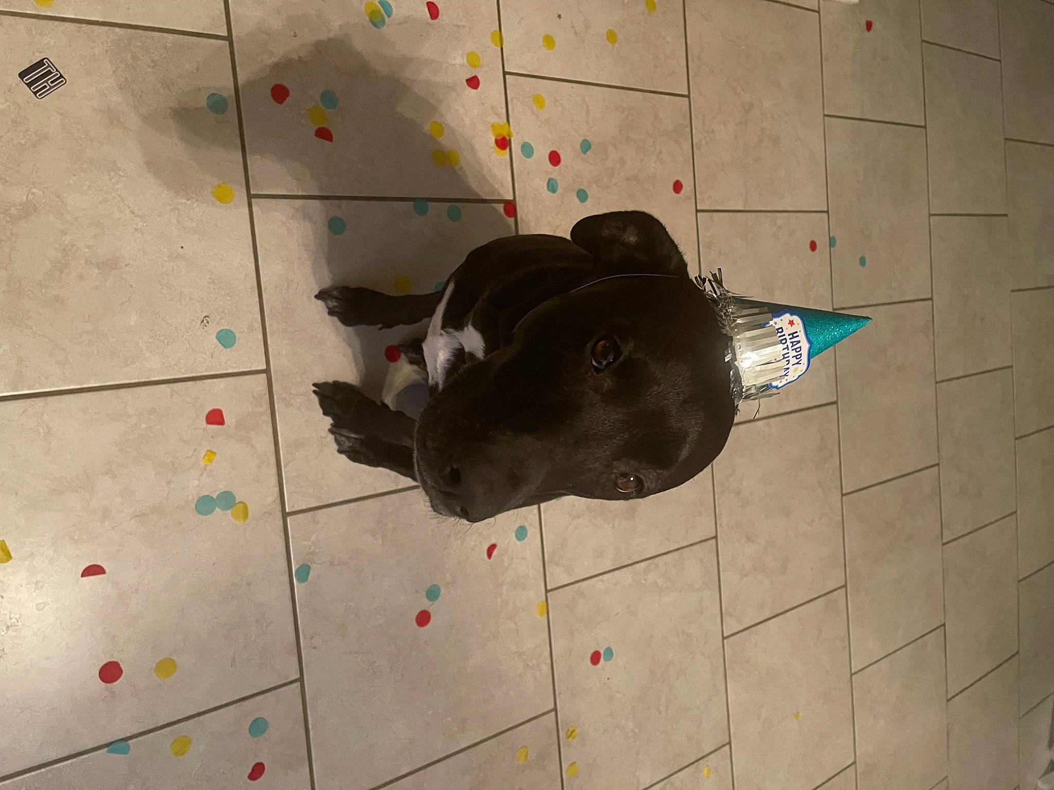 Calypso joined the competition — help win amazing prizes! art, carmine, carnivore, concrete, dog, dog_breed, floor, flooring, grey, line, pattern, road_surface, shadow, tail, tile, visual_arts, wall, working_animal